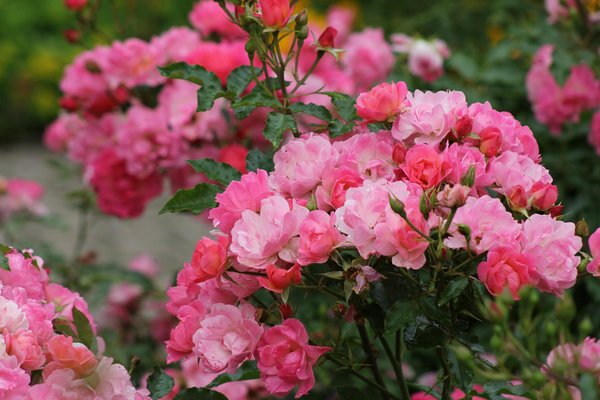 Acheter des guirlandes lumineuses en ligne : les meilleurs sites